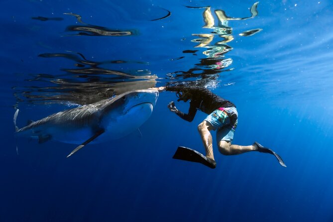 Safe and Educational Shark Dive from Haleiwa: Sharks Guaranteed - Meeting the Sharks off Haleiwa