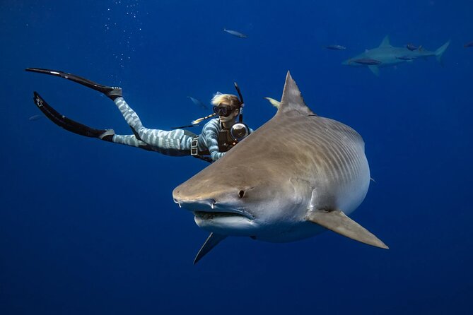Safe and Educational Shark Dive from Haleiwa: Sharks Guaranteed - Why the Shark Lesson Matters