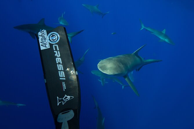 Safe and Educational Shark Dive from Haleiwa: Sharks Guaranteed - Sharks, Turtles, Whales, and Open-Ocean Luck