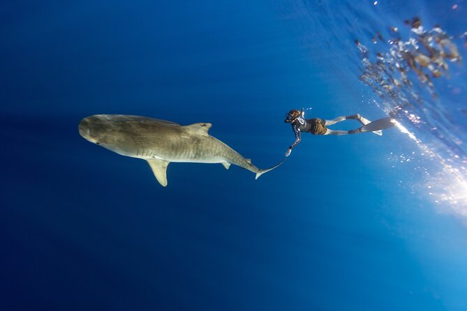 Safe and Educational Shark Dive from Haleiwa: Sharks Guaranteed - The Group Size Question