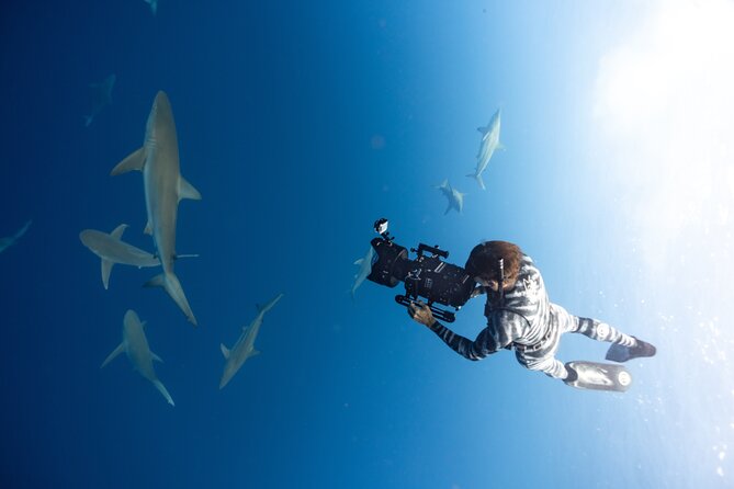 Safe and Educational Shark Dive from Haleiwa: Sharks Guaranteed - Price and What You Receive for $165.71