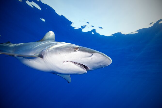 Safe and Educational Shark Dive from Haleiwa: Sharks Guaranteed - Motion Sickness, Weather, and Preparation