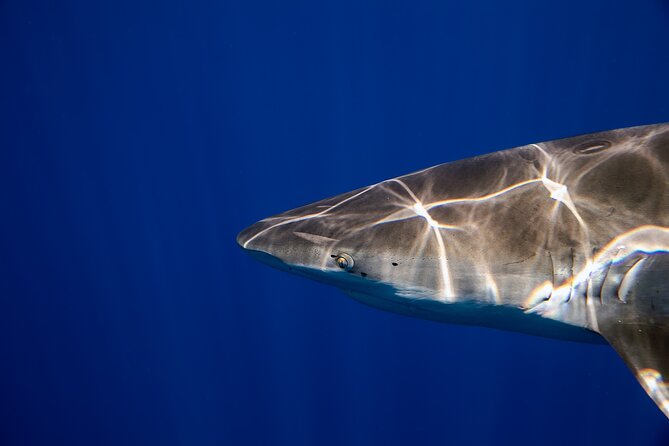 Safe and Educational Shark Dive from Haleiwa: Sharks Guaranteed - Who Should Book This Haleiwa Shark Experience
