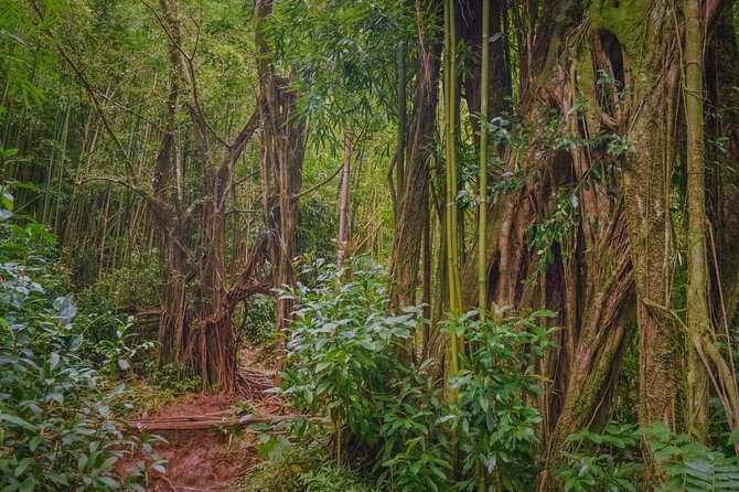 Self guided Hike Trail to Nature Walk & Waterfall - The Manoa Valley connection to coffee and sugar