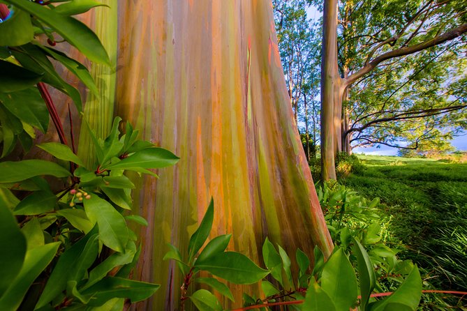 Shaka Guide Maui "Classic" Road to Hana Audio Driving Tour - Kipahulu, Ohe’o Gulch, and Pipiwai Trail