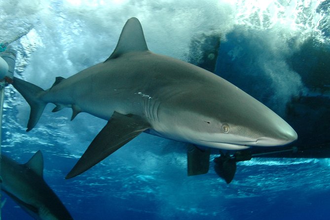 Shark Cage Diving on Oahu’s North Shore - Leaving Haleʻiwa Boat Harbor for Open Water