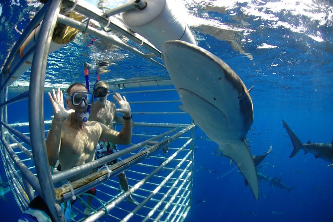 Shark Cage Diving on Oahu’s North Shore - What the Floating Cage Is Really Like