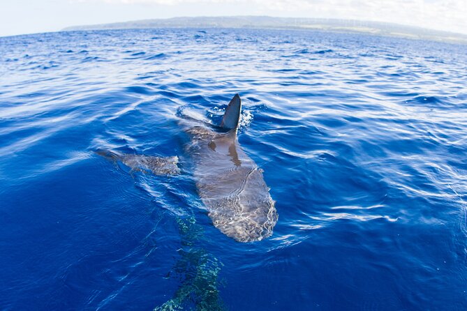 Shark Cage Diving on Oahu’s North Shore - The Crew Makes a Big Difference