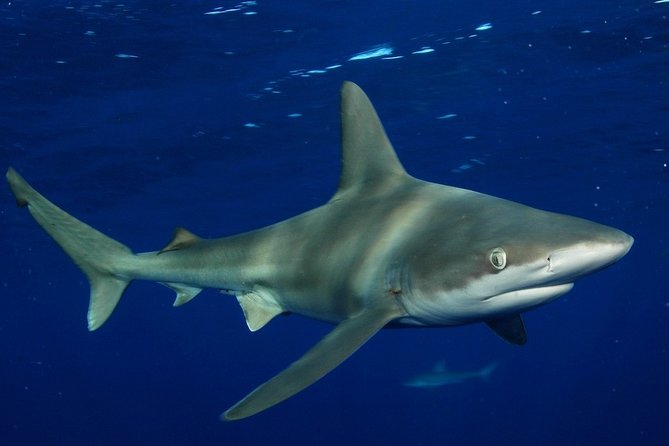 Shark Cage Diving on Oahu’s North Shore - Is the $100 Price Worth It?