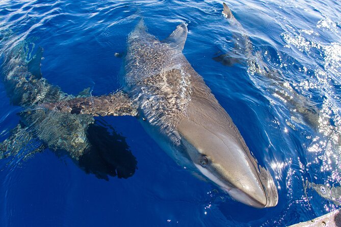 Shark Cage Diving on Oahu’s North Shore - Should You Book the Haleʻiwa Shark Cage Trip?