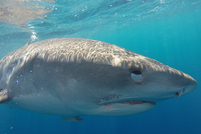 Shark Cage Diving on Oahu’s North Shore - Watching Galapagos and Sandbar Sharks Up Close