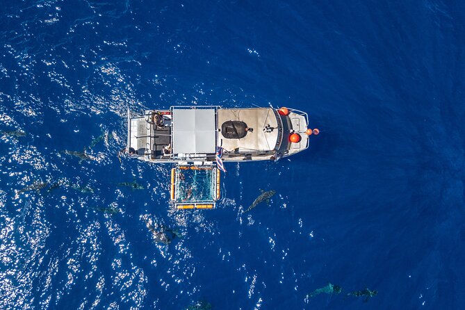 Shark Cage Diving On "The World Famous North Shore of Oahu", Hawaii - From Haleiwa to the shark grounds