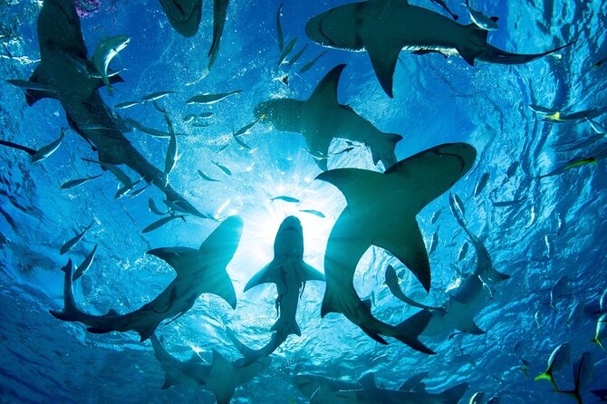 Shark-Dive Tour on Oahu's North Shore - What the guides do well in the water