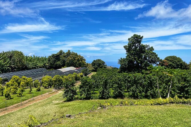Small-Group Big Island Tour: Hawaii Volcanoes National Park and Kona Coffee Farm - Who will enjoy this 12-hour island loop