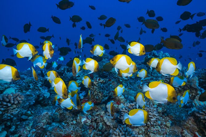 Small Group Coral Gardens Snorkel & Waterslide Adventure - Whale season adds a worthwhile bonus