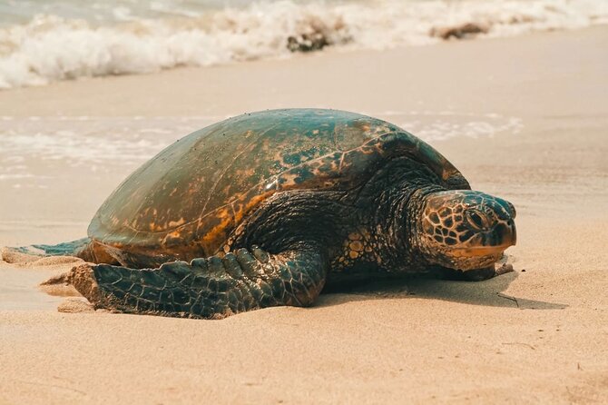 Small Group North Shore Circle Island Tour Oahu - What this Oahu circle tour is really designed to do