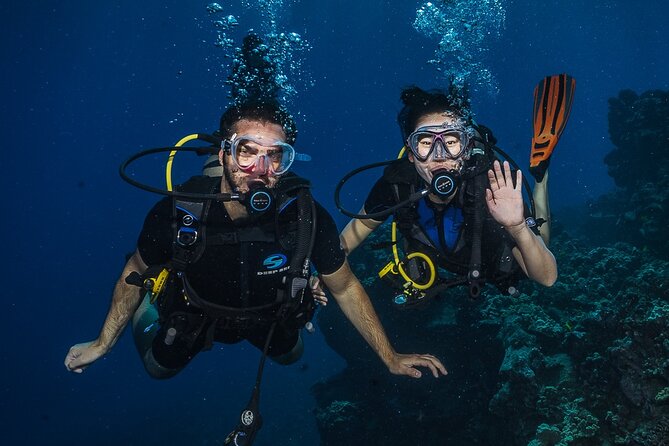 Small-Group Shark and Turtle Dive for Certified Divers - A 7:30 a.m. start from Lahaina