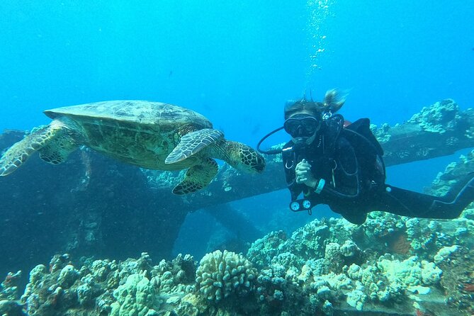 Small-Group Shark and Turtle Dive for Certified Divers - The shore entry is the one real challenge