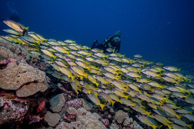 Small-Group Shark and Turtle Dive for Certified Divers - What you may see below the surface