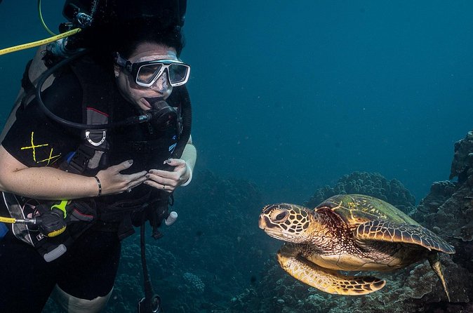 Small-Group Shark and Turtle Dive for Certified Divers - Price and practical value at $135.80