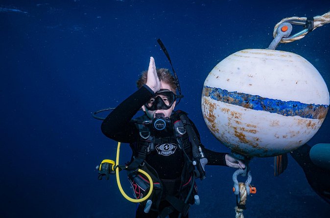 Small-Group Shark and Turtle Dive for Certified Divers - Who should book this shore outing