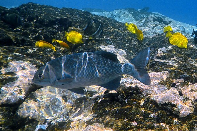 Small-Group Snorkel at Kealakekua Bay in Captain Cook, Big Island - Marine life beyond the reef