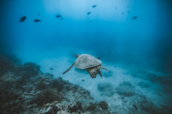Small Group Turtle Canyon Snorkel in Waikiki (Boat Tour) - Why the six-person limit matters at Turtle Canyon