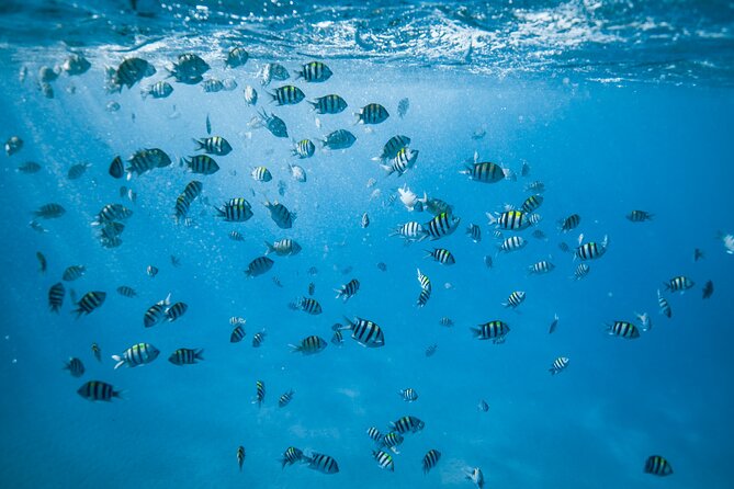 Small Group Turtle Canyon Snorkel in Waikiki (Boat Tour) - The tradeoff: price, time, and crowds