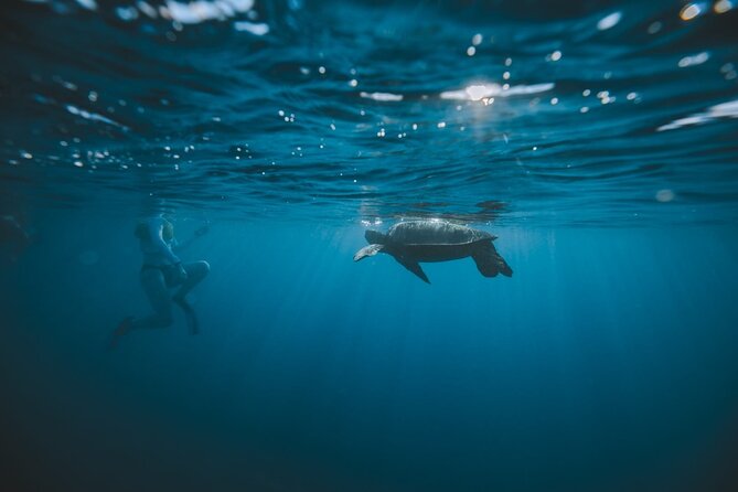Small Group Turtle Canyon Snorkel in Waikiki (Boat Tour) - Timing, weather, and cancellation rules