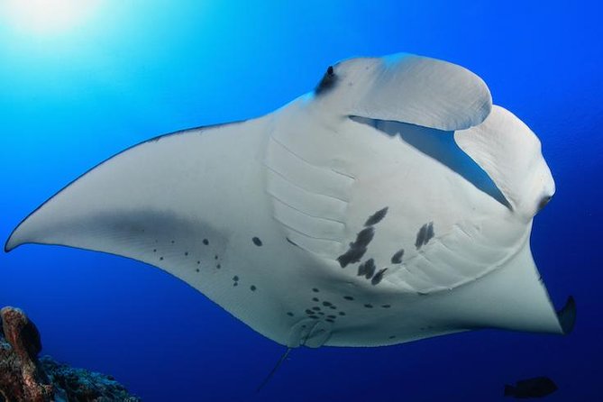 Snorkel with Manta Rays Guaranteed - Why the manta encounter feels so close