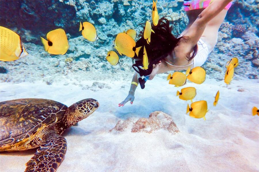 South Maui: Molokini Snorkeling Adventure - Turtle Town: a second chance for wildlife