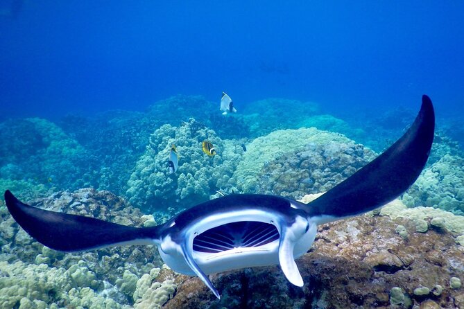 Sunset and Manta Ray Snorkel Adventure - What you may see beneath the lights