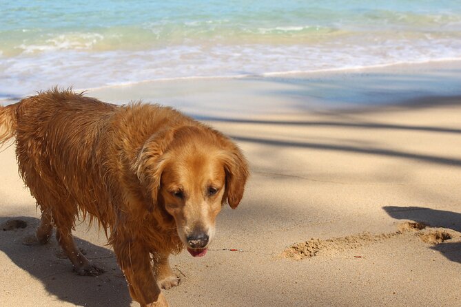 Surf Lessons on the North Shore of Oahu - What the 90-minute lesson is really like