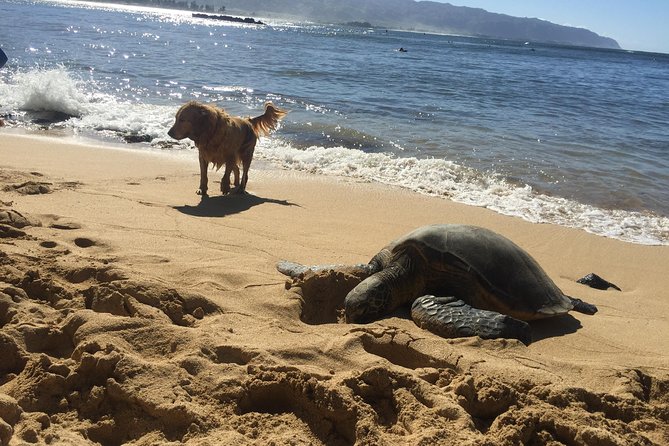 Surf Lessons on the North Shore of Oahu - Why Hauula suits first-time surfers