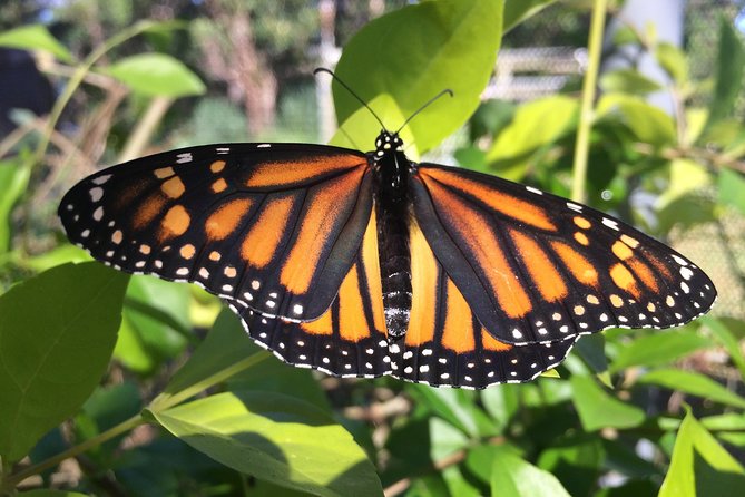 The Maui Butterfly Farm Tour - Key points to know before you go
