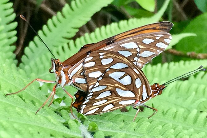 The Maui Butterfly Farm Tour - What happens during the 45-minute visit