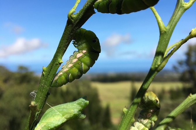 The Maui Butterfly Farm Tour - Guides who make the visit work