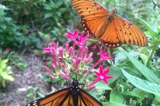 The Maui Butterfly Farm Tour - Why the conservation message matters