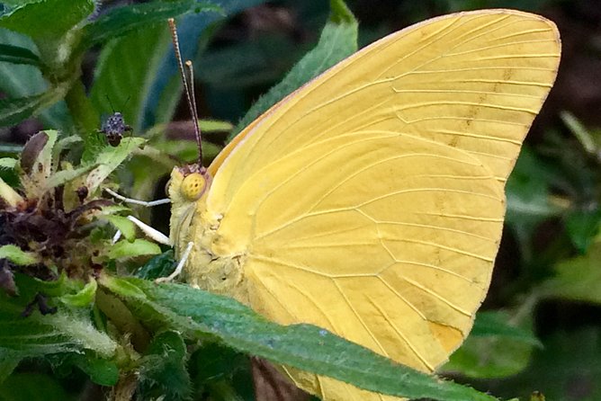 The Maui Butterfly Farm Tour - Planning the stop in West Maui