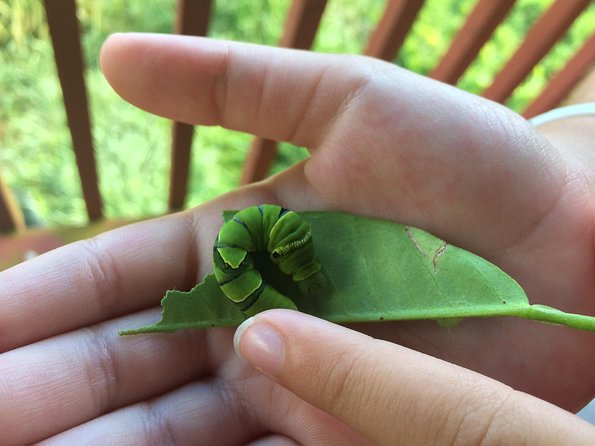 The Maui Butterfly Farm Tour - The flight house is the heart of the experience