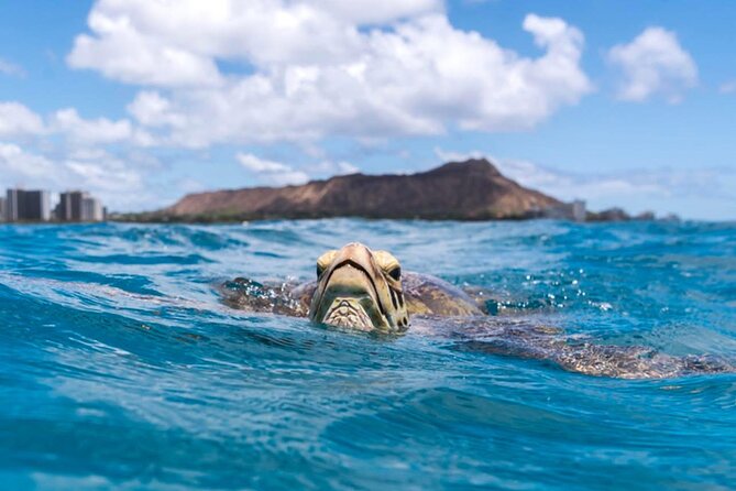 Turtle Canyon Snorkel Adventure - Small Group 6 Passengers - What families and first-time snorkelers should expect