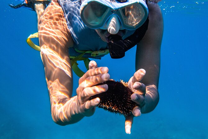 Turtle Canyon Snorkel: Semi Private Boat Tour - Fish, dolphins, seals, and other sightings