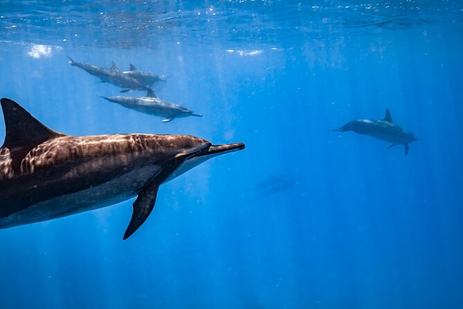 Turtle Canyon Snorkel: Semi Private Boat Tour - Help for first-time snorkelers