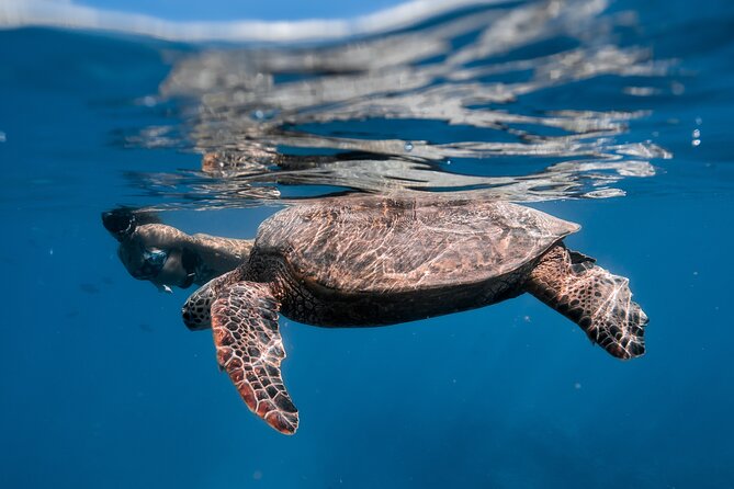 Turtle Canyon Snorkel: Semi Private Boat Tour - The crew makes the difference