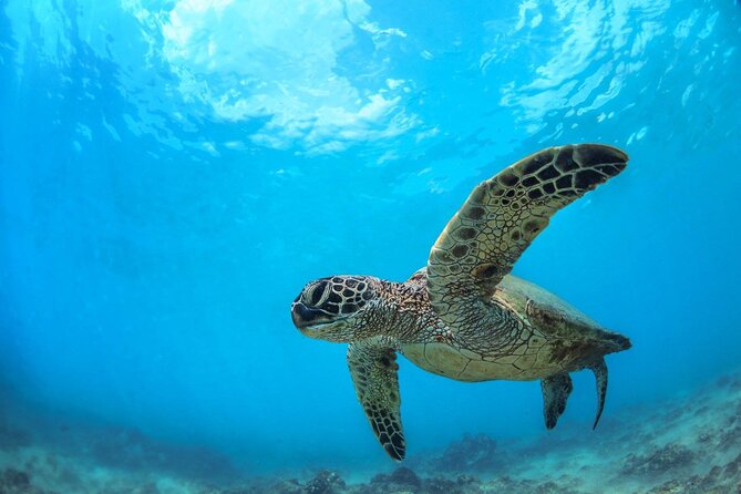 Turtle Reef Kayak Tour of Makena, Maui - Why Makena Bay is the right setting