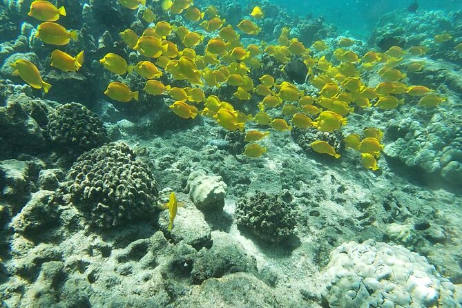 Two Reef Snorkel Trip-See Captain Cook Monument & Sea Caves - Key points to know before booking