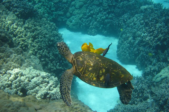 Two Reef Snorkel Trip-See Captain Cook Monument & Sea Caves - Honaunau Bay and the Place of Refuge