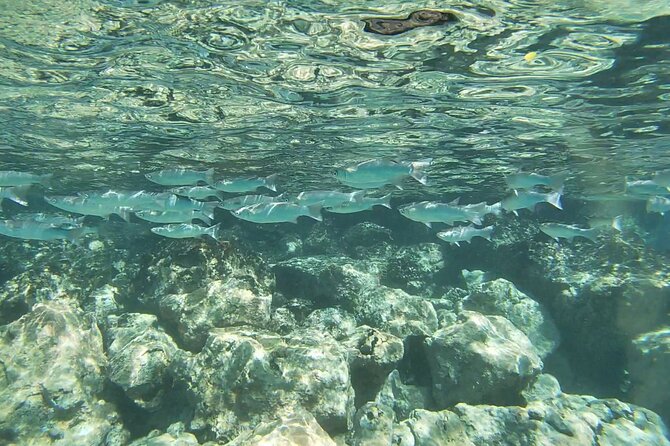 Two Reef Snorkel Trip-See Captain Cook Monument & Sea Caves - Food, equipment, and what to bring