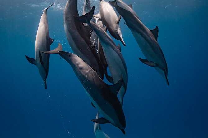 Two Tank Morning Reef Dive and Snorkel - Key points to know before booking