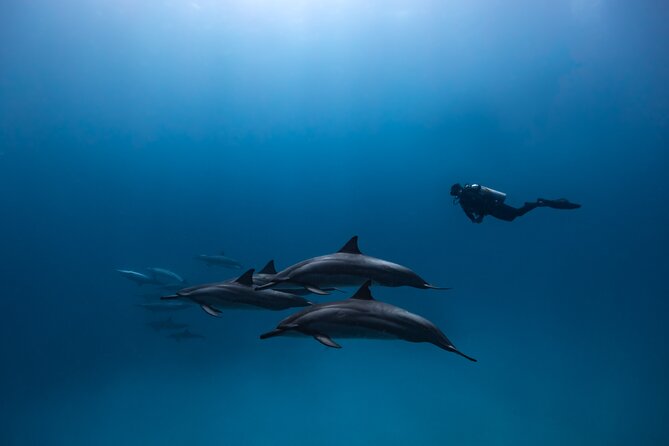 Two Tank Morning Reef Dive and Snorkel - What the five-hour timing means for your day